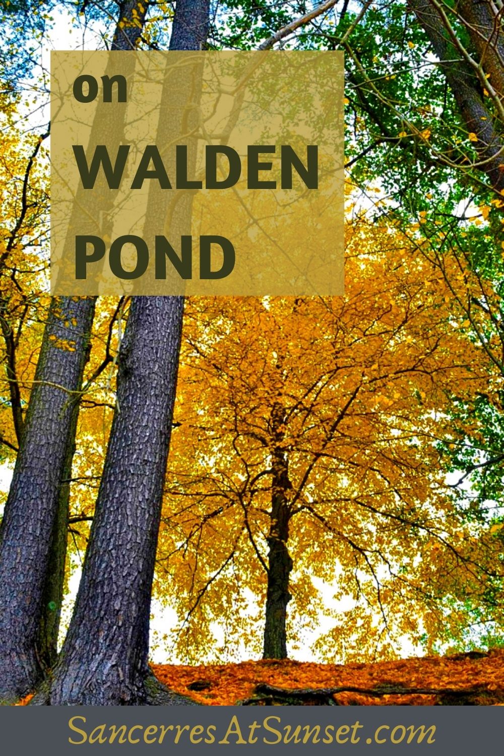 Walden Pond in Concord, Massachusetts
