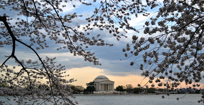 Cherry Blossoms Bloom in Washington, D.C.