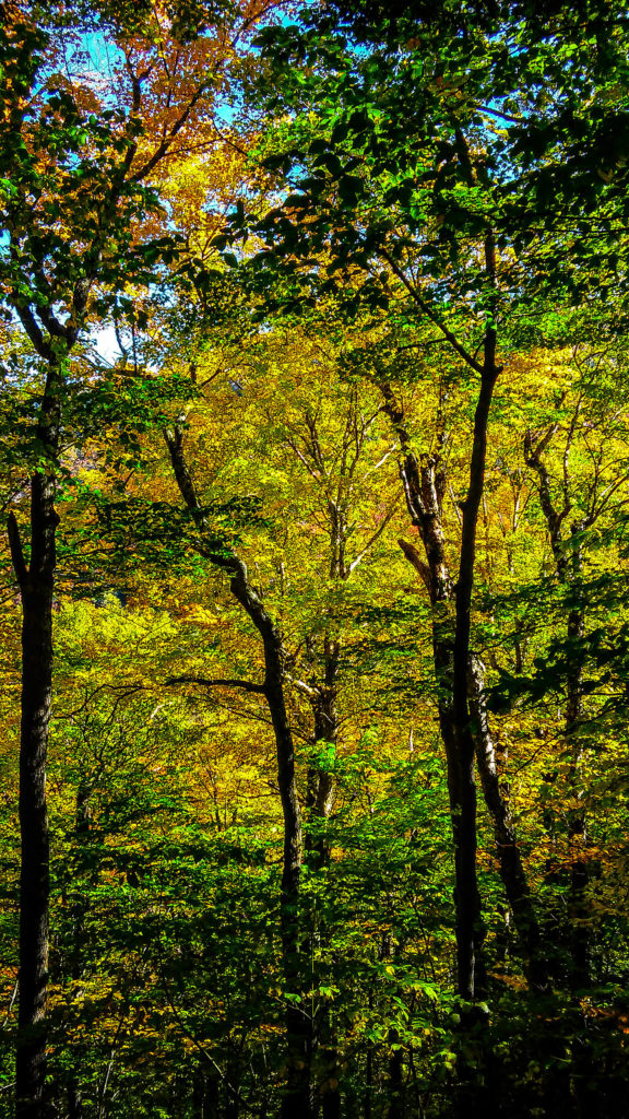 Massachusetts foliage