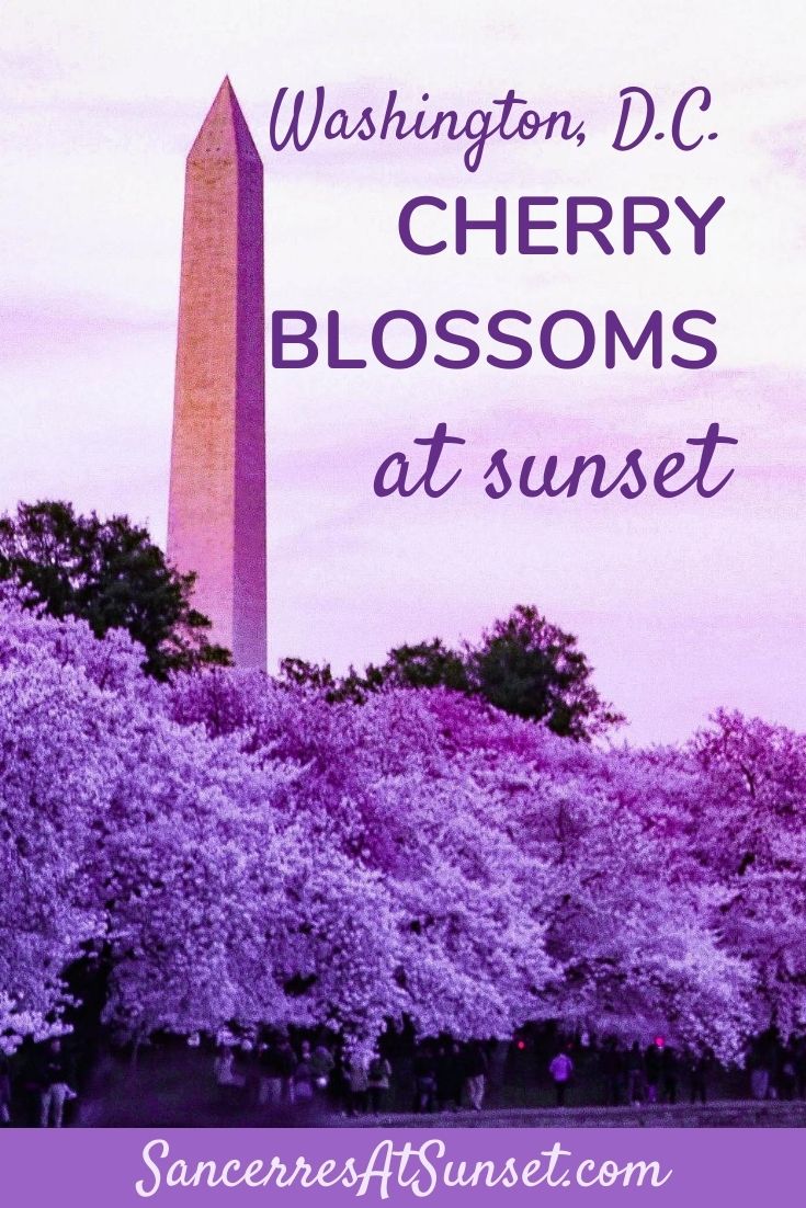 Cherry Blossoms Peak in Washington, D.C.!