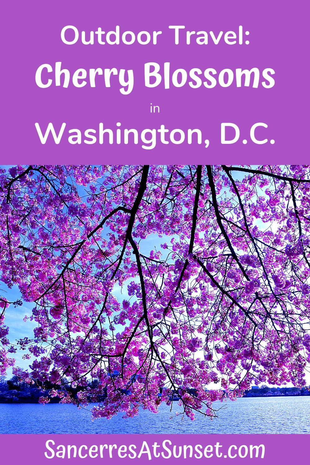 Cherry Blossoms Peak in Washington, D.C.!