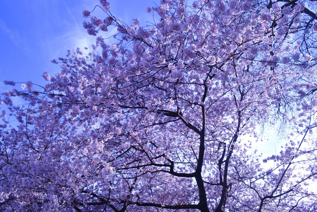 Cherry Blossoms in Washington, D.C.  