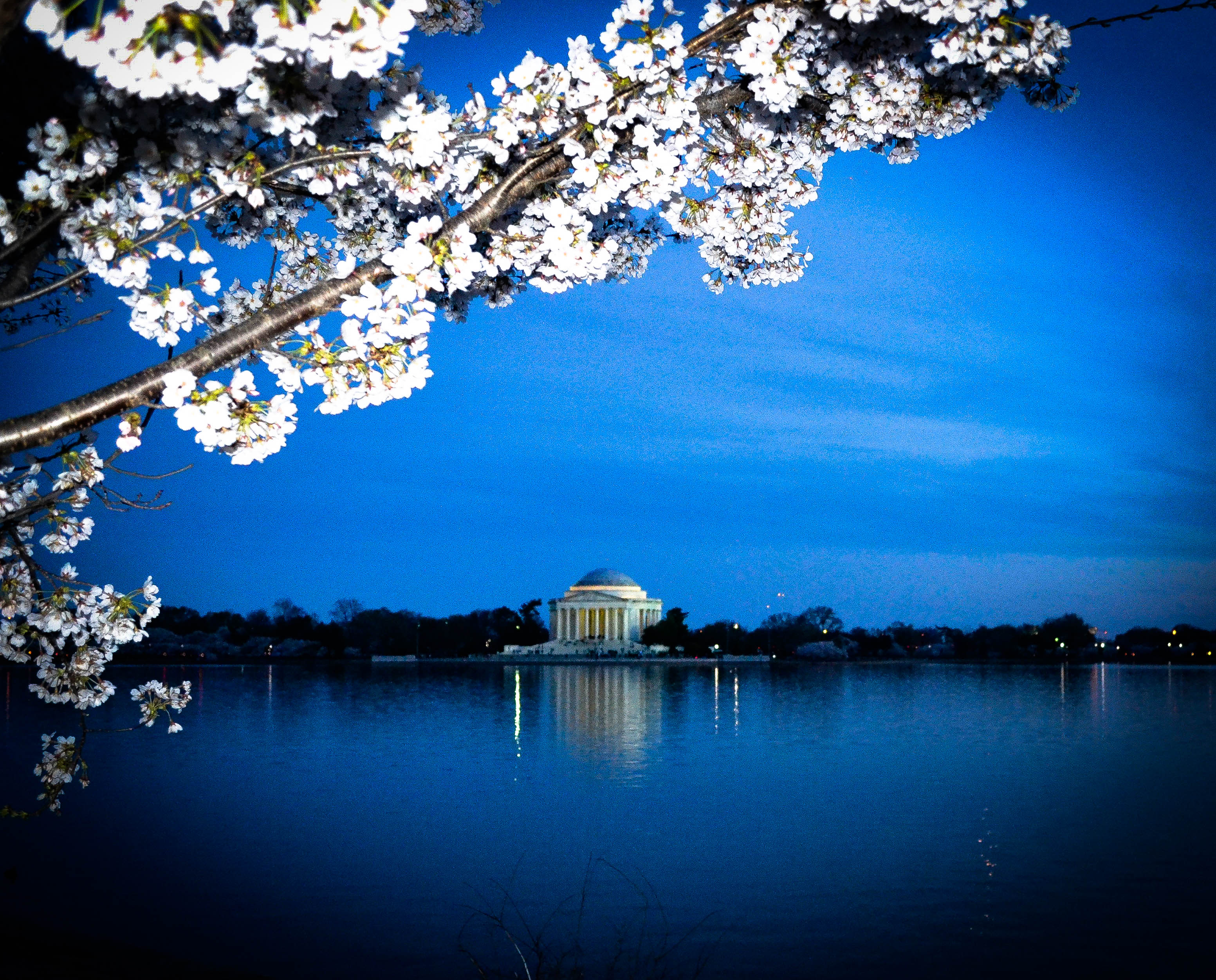 Cherry Blossoms at Jefferson Memorial
