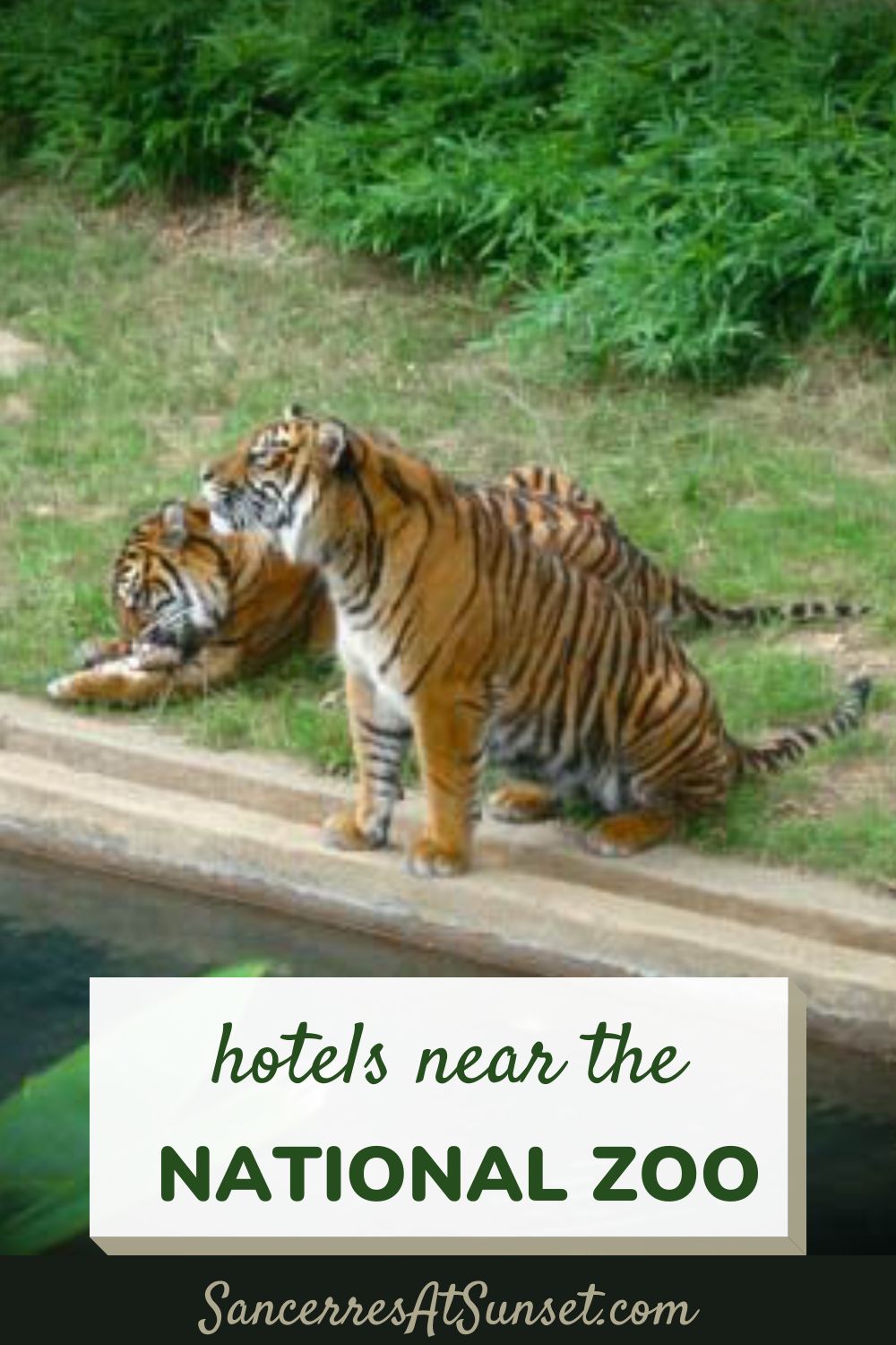 5 Hotels near the Smithsonian\'s National Zoo in Washington, D.C.