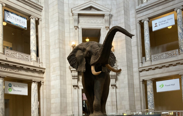 8 Hotels near the Smithsonian’s National Museum of Natural History in Washington, D.C.