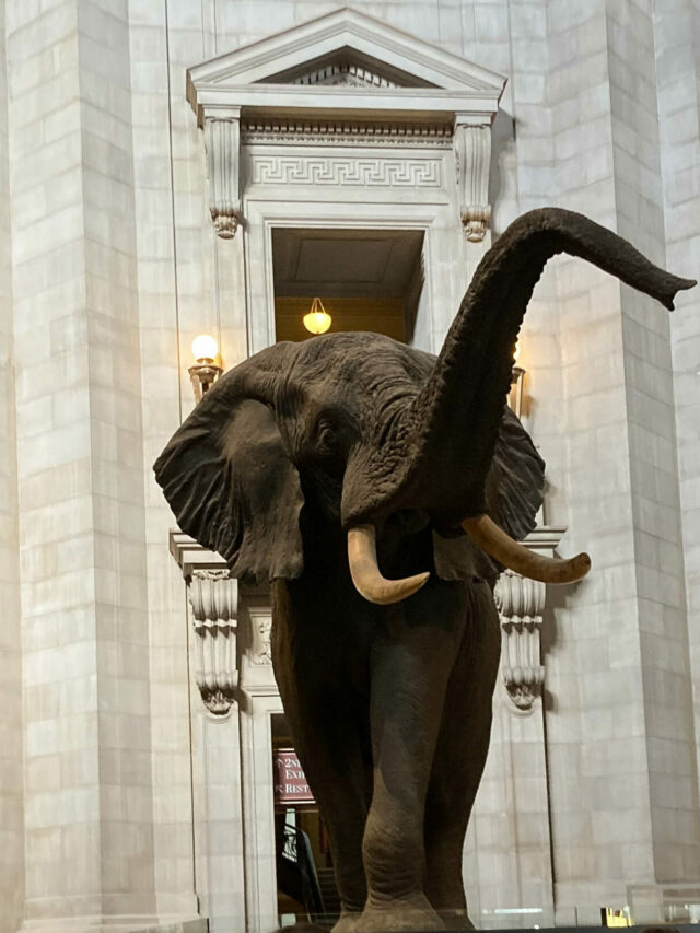 Hotels near Smithsonian’s National Museum of Natural History Story