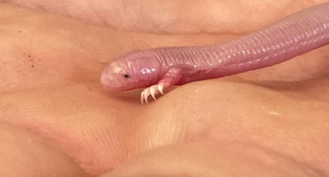 earthworm lizard