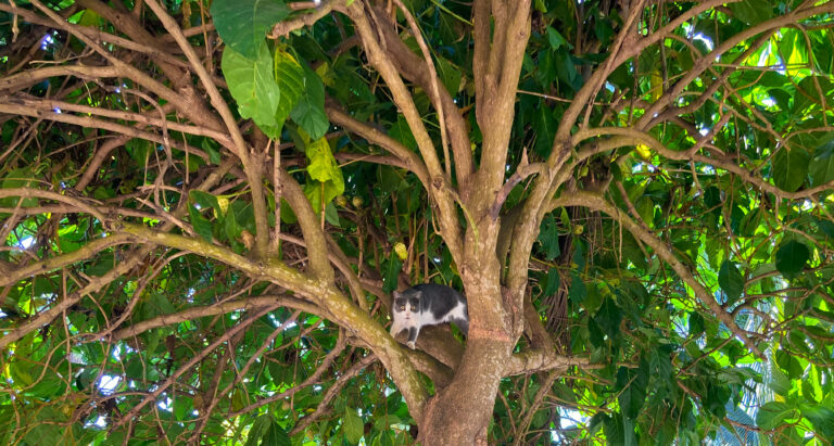 Four Days on Mexico’s Western Mainland Coast